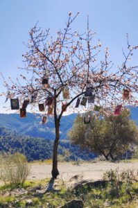 Installation by Nanon Morsink featuring Wallflower miniature paintings displayed on an almond tree in Montes de Málaga